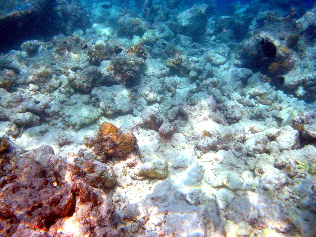 A shallow coral reef with large patches of bleached, white coral