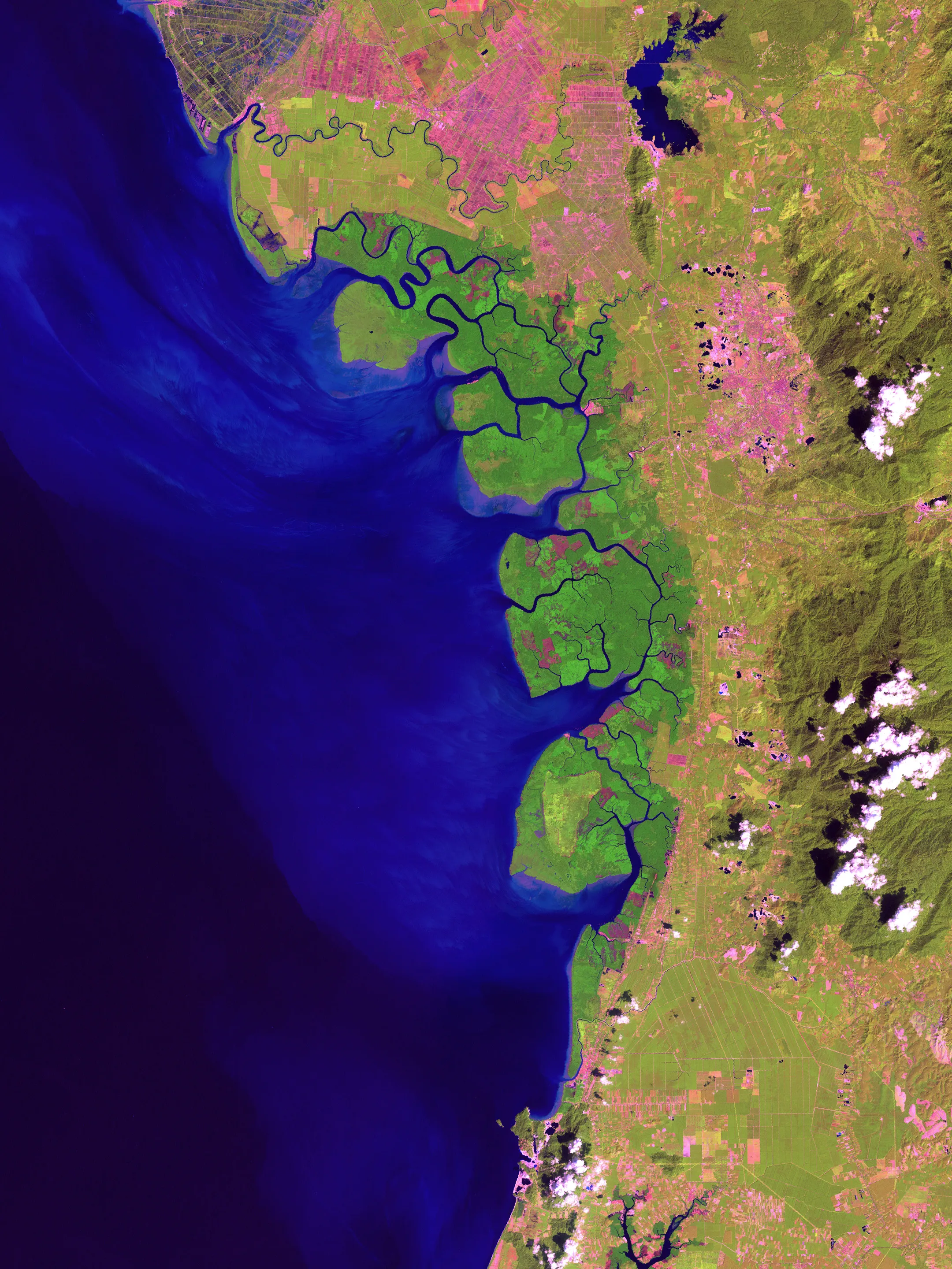 A dense coastal mangrove forest with roots anchored in tidal water