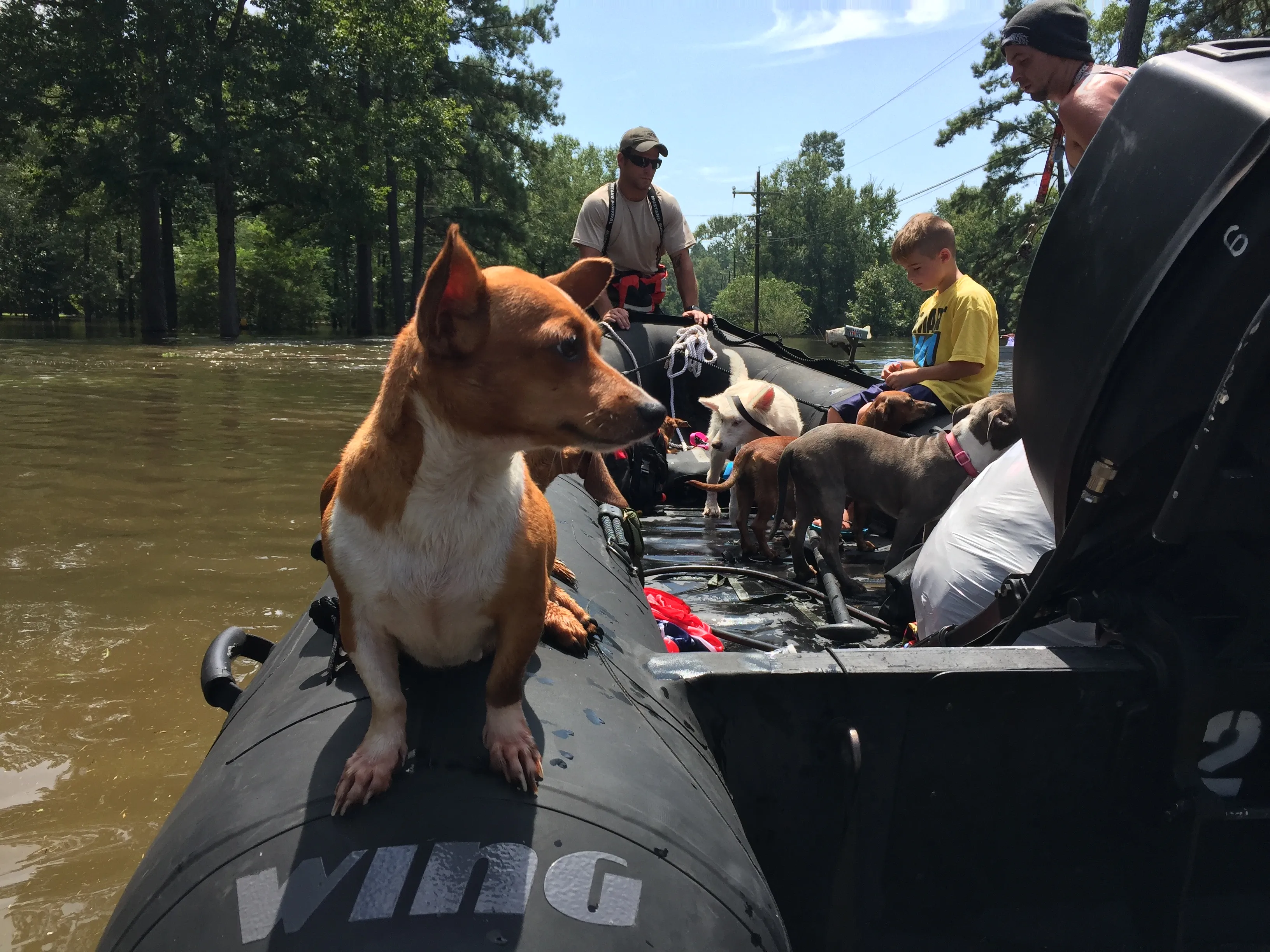 A rescued dog rides on a boat as people and pets are evacuated through Harvey's floodwaters