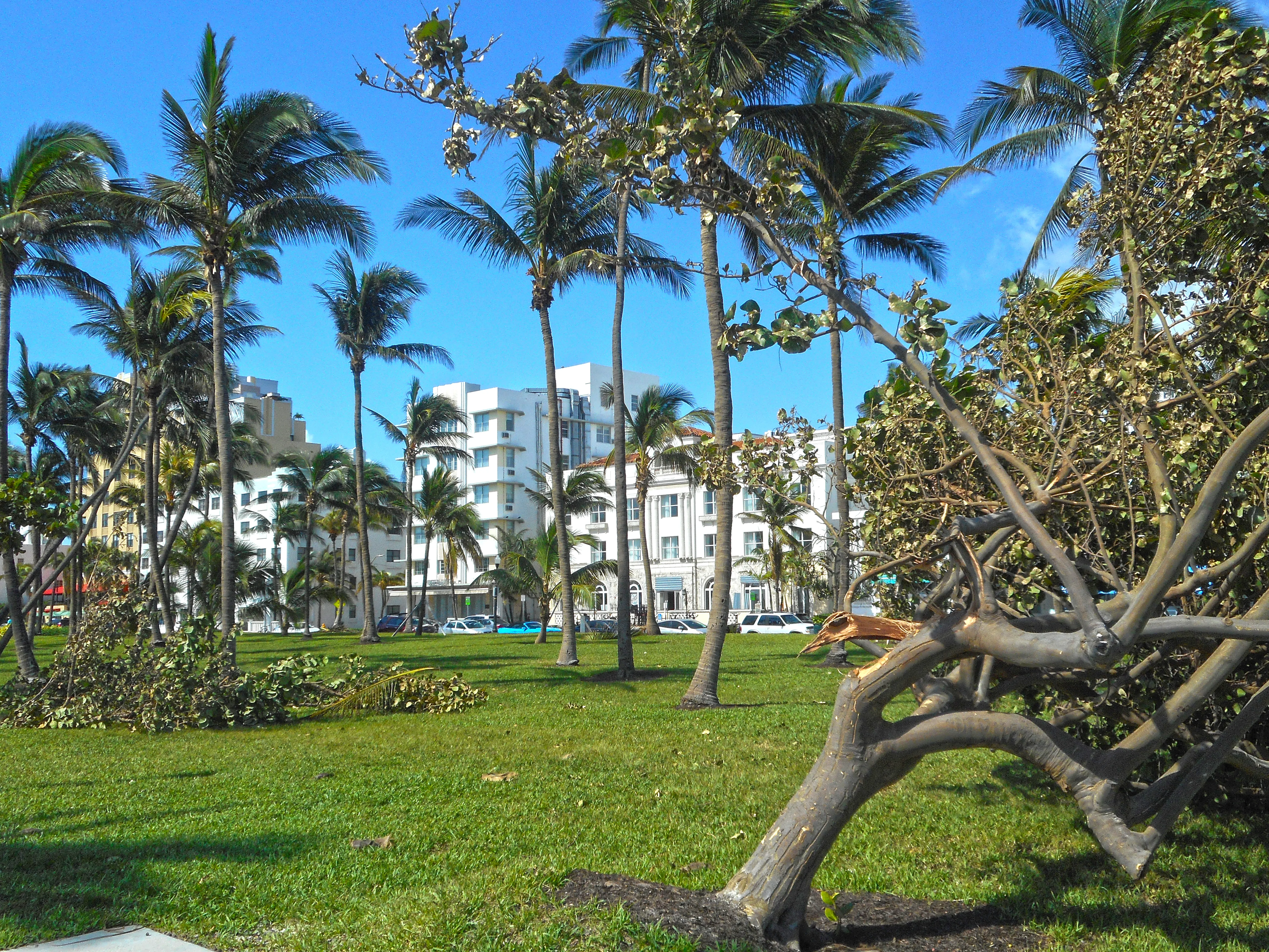 Palm trees stripped of fronds and a snapped tree in a Miami Beach park after Hurricane Irma