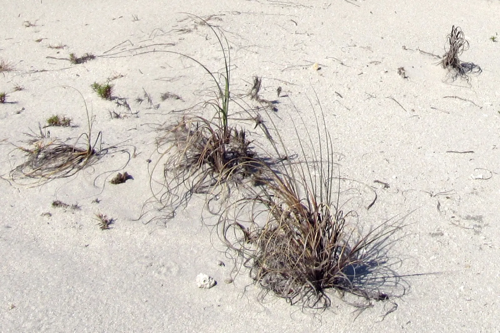 Sea oats growing on a Florida sand dune