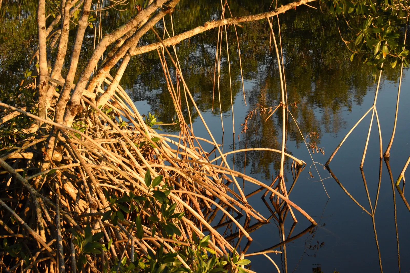 Mangrove prop roots at the water's edge in Florida