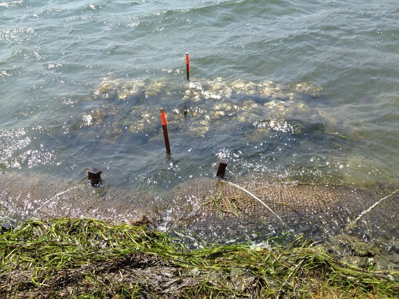 An oyster reef built as a living shoreline at the water's edge