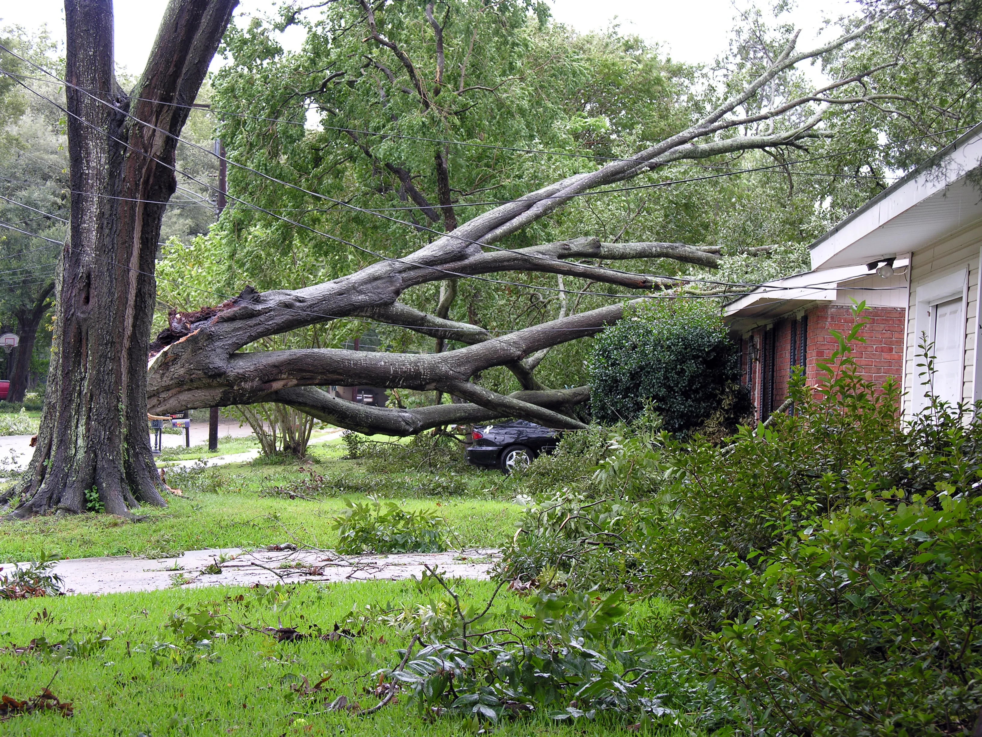 A large tree uprooted and toppled across a residential yard after a hurricane